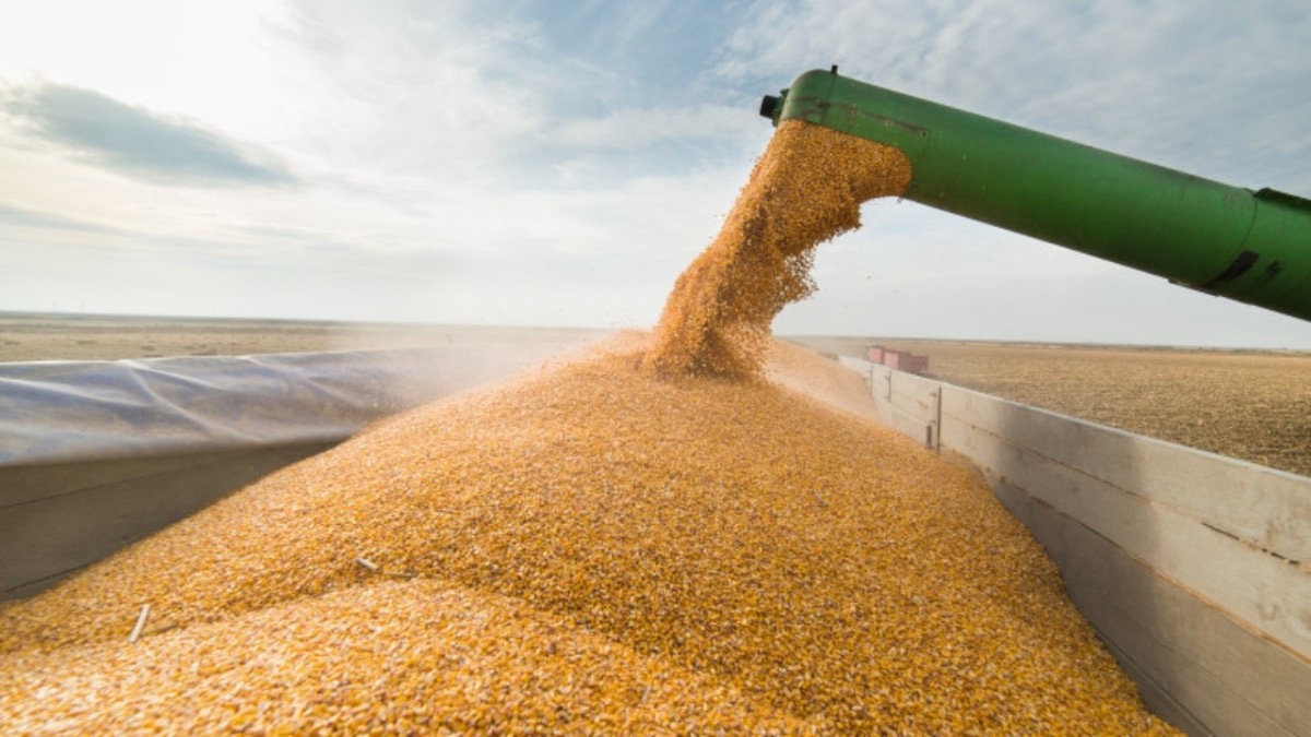 Guvernul Ciolacu distruge agricultura României și dă undă verde importului de cereale din Ucraina pentru piața din România cu acte în regulă